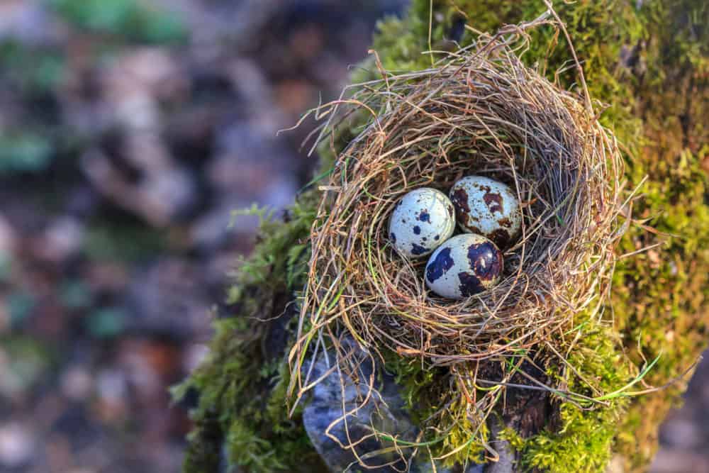 The promise of spring is seen in the changes such as a bird's nest.